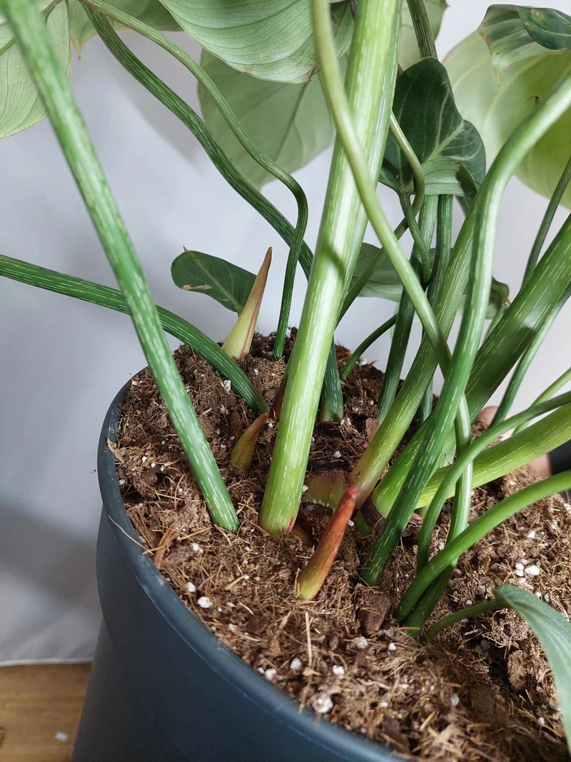 Philodendron Gloriosum XXL