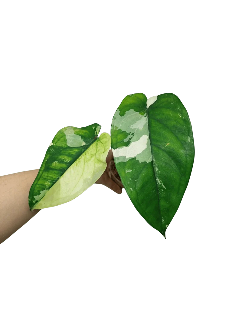 Syngonium Chiapense Variegata