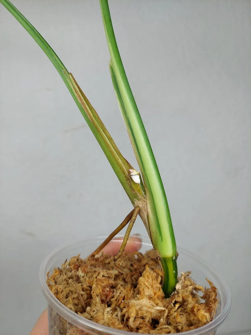 Syngonium Chiapense Variegata