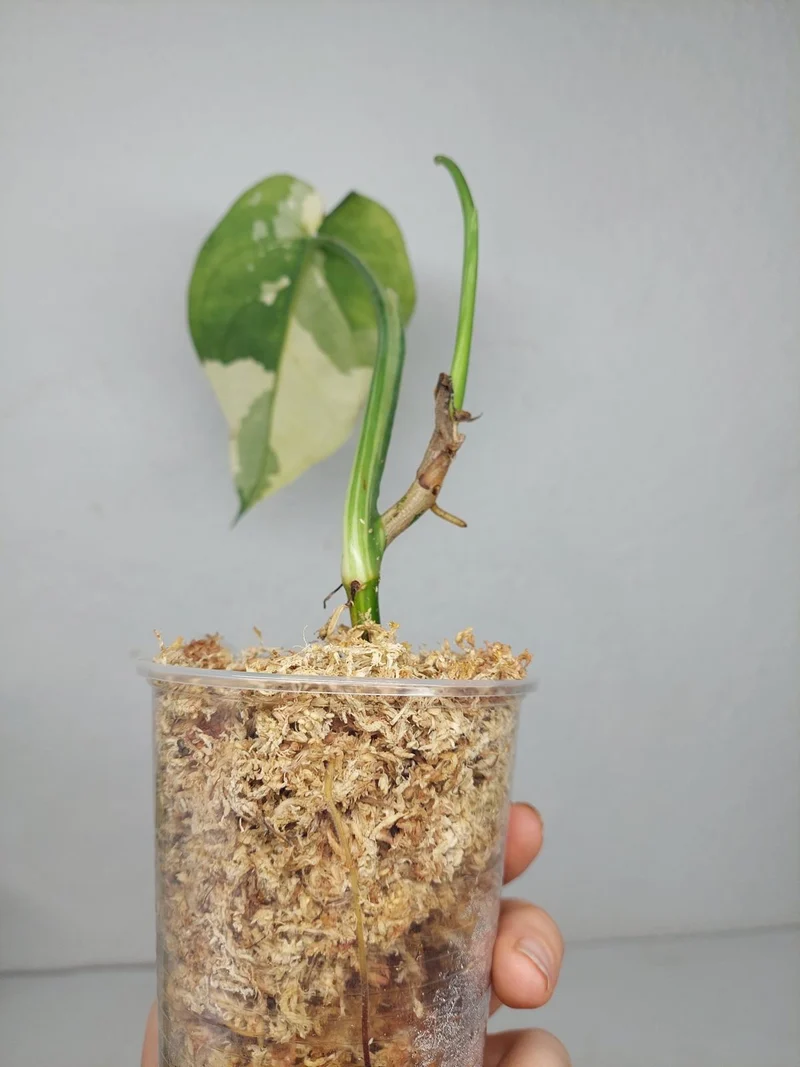 Syngonium Chiapense Variegata