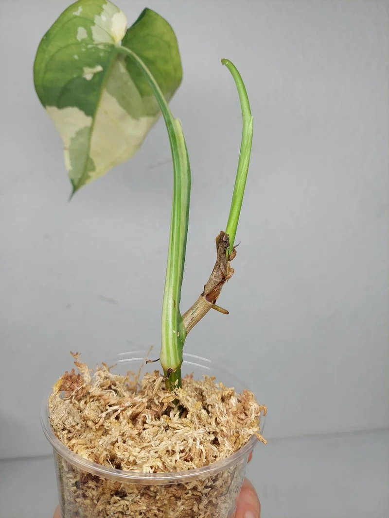 Syngonium Chiapense Variegata