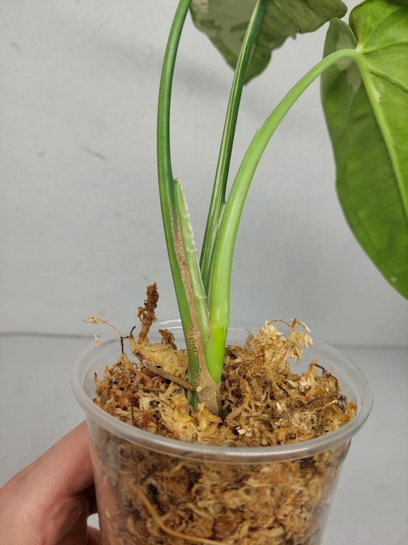 Syngonium Chiapense Variegata