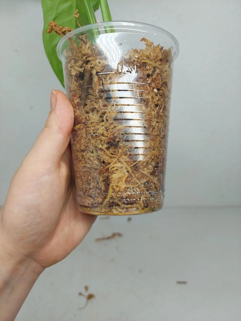 Syngonium Chiapense Variegata