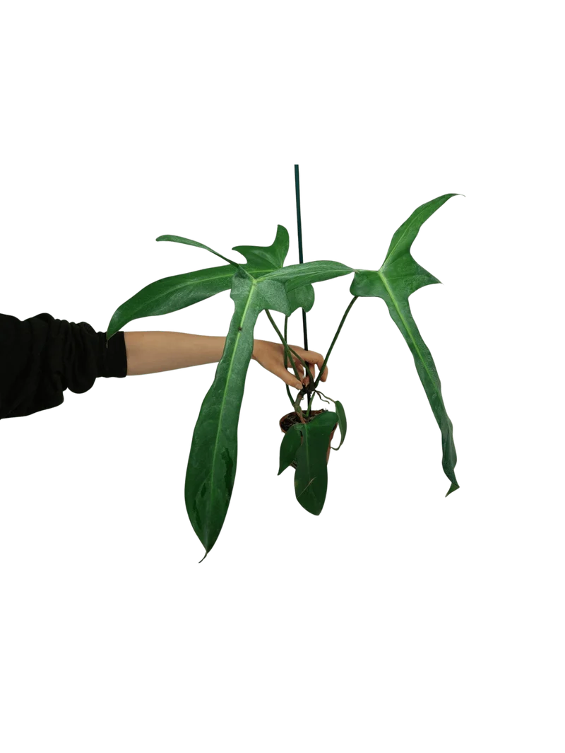 Philodendron Longilobatum Lelano Miyano