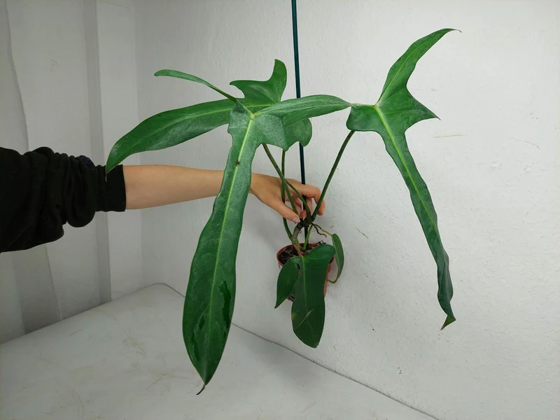 Philodendron Longilobatum Lelano Miyano