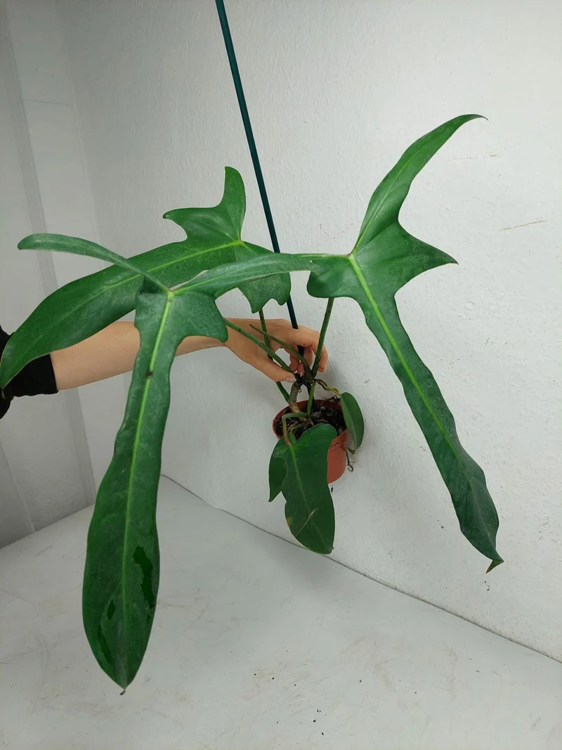 Philodendron Longilobatum Lelano Miyano