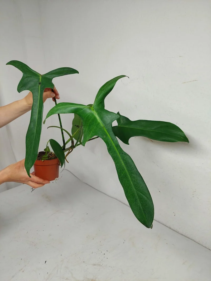 Philodendron Longilobatum Lelano Miyano