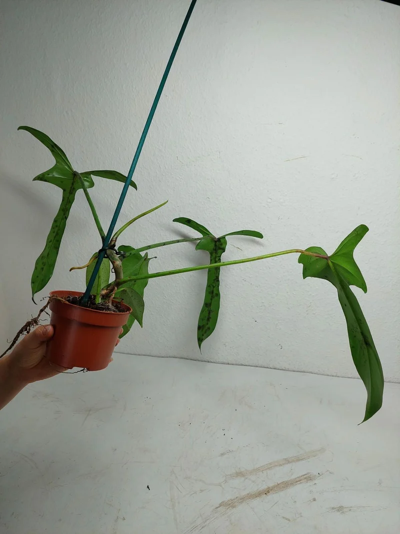 Philodendron Longilobatum Lelano Miyano