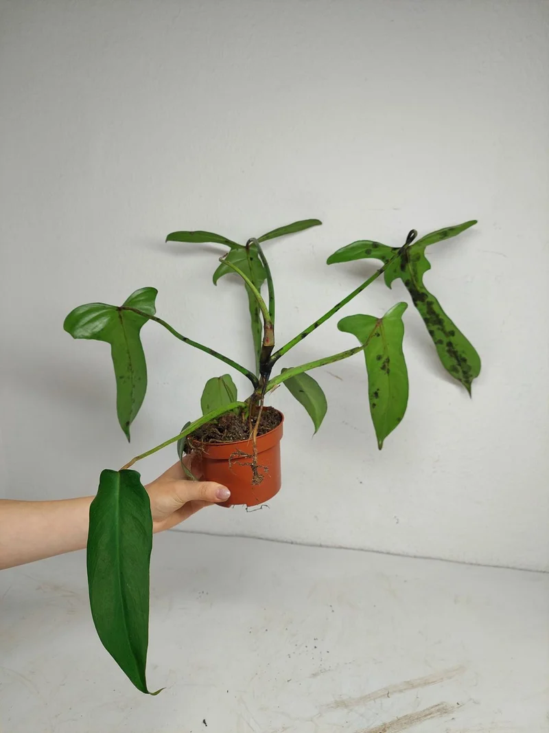 Philodendron Longilobatum Lelano Miyano
