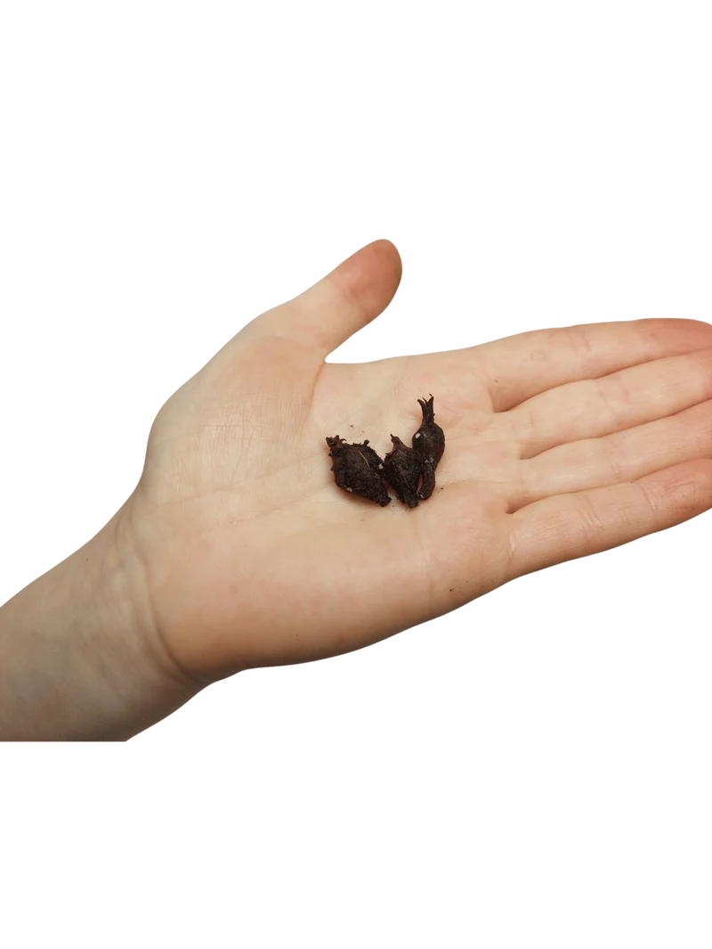 Alocasia Mystery/Surprise (Rhizom / Bulbe)