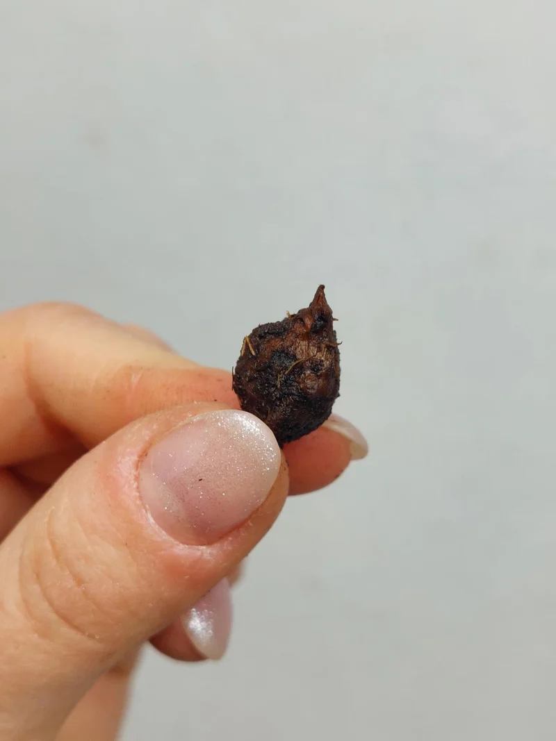 Alocasia Mystery/Surprise (Rhizom / Bulbe)