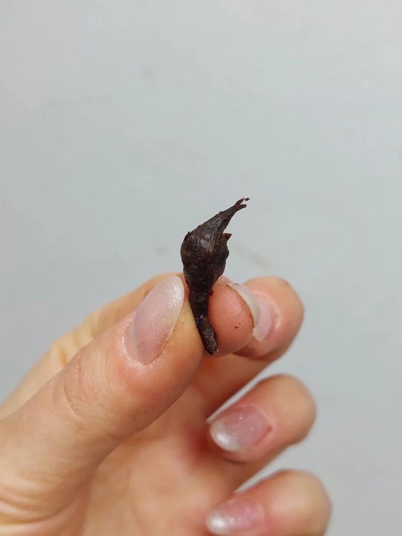 Alocasia Mystery/Surprise (Rhizom / Bulbe)
