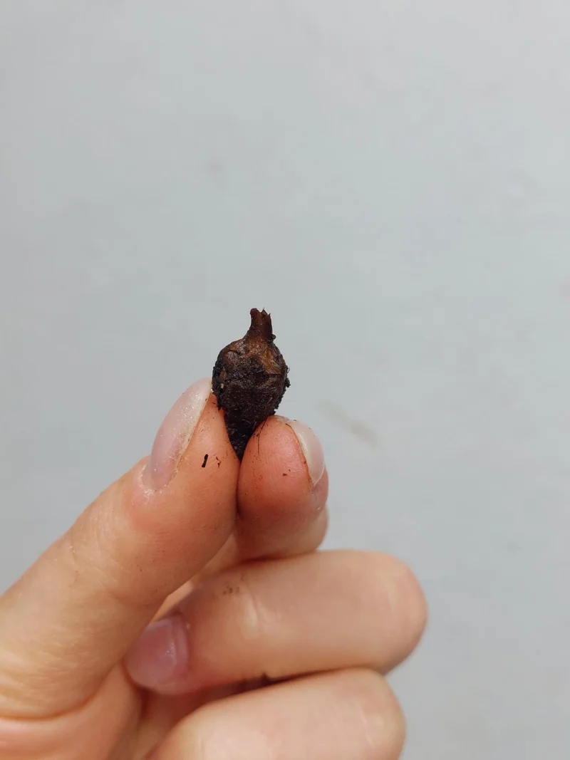 Alocasia Mystery/Surprise (Rhizom / Bulbe)