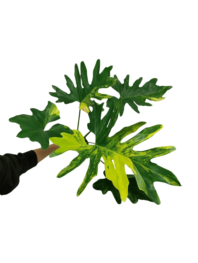 Thaumatophyllum Williamsii Variegata