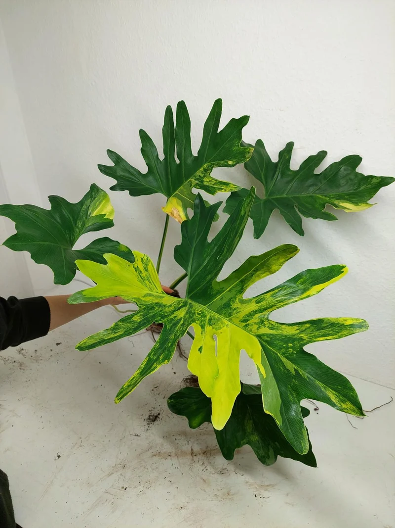 Thaumatophyllum Williamsii Variegata
