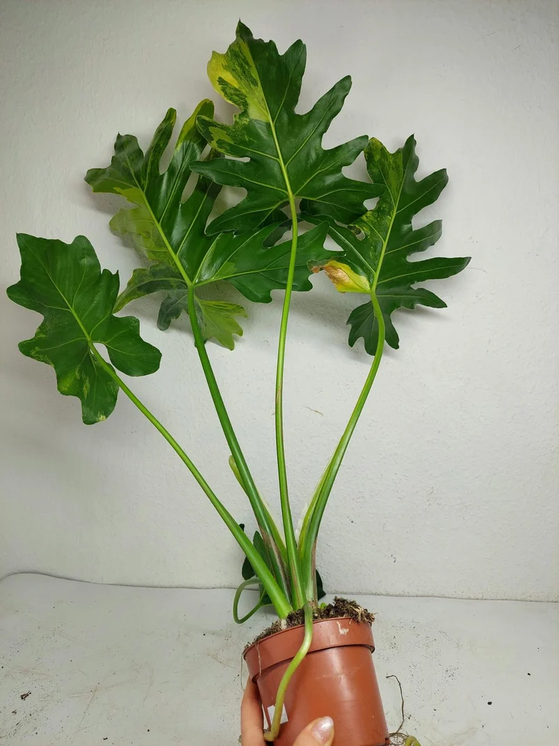 Thaumatophyllum Williamsii Variegata