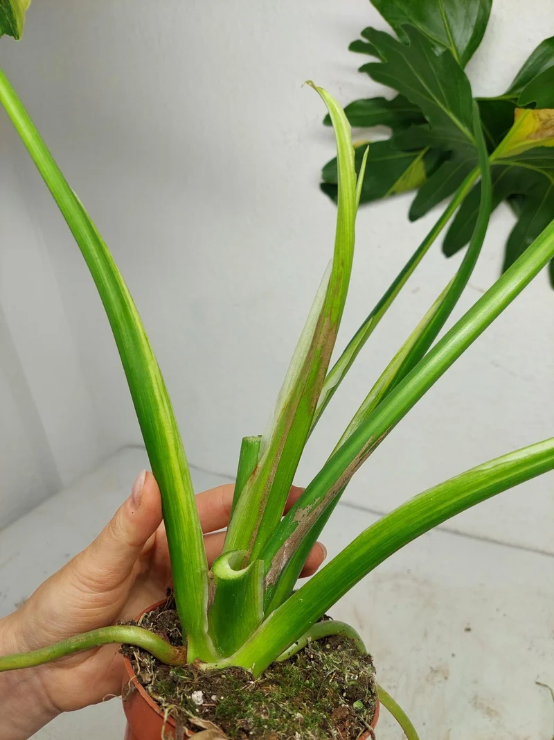 Thaumatophyllum Williamsii Variegata