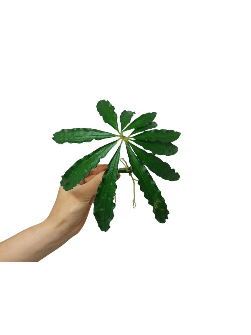 Anthurium Polyschistum Steckling