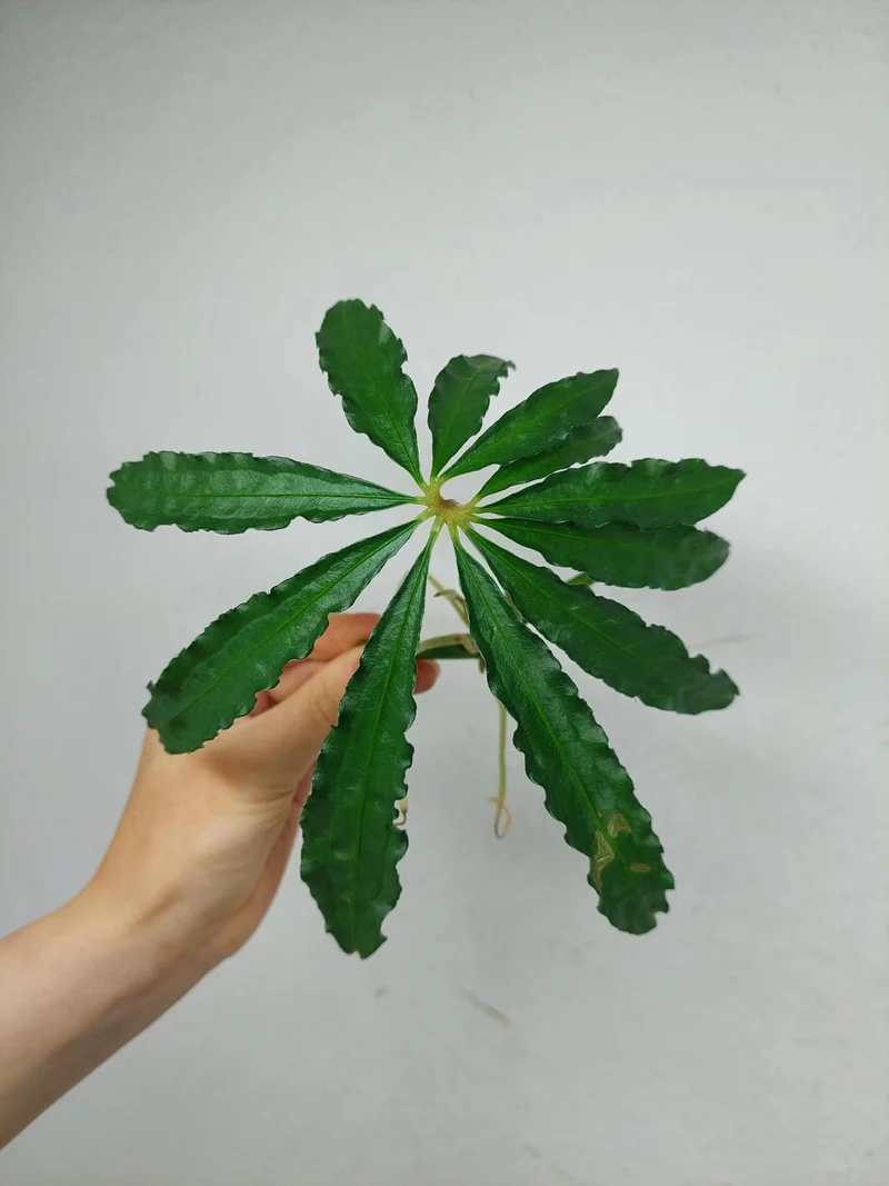 Anthurium Polyschistum Steckling
