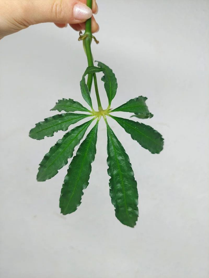 Anthurium Polyschistum Steckling