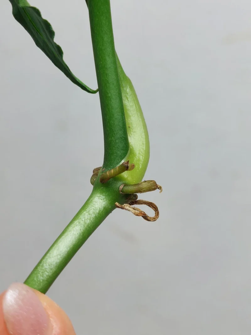 Anthurium Polyschistum Steckling