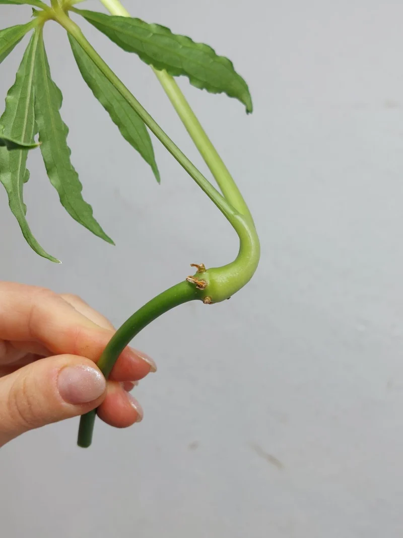 Anthurium Polyschistum Steckling