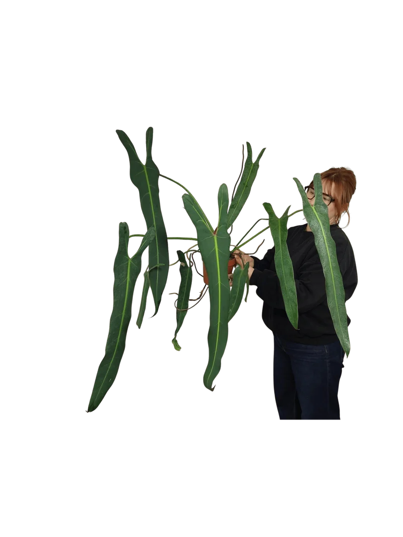 Philodendron Spiritus Sancti Adult