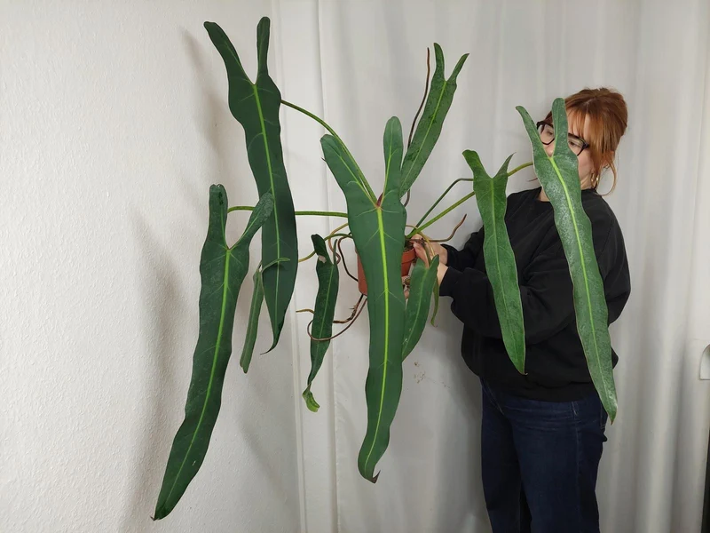 Philodendron Spiritus Sancti Adult