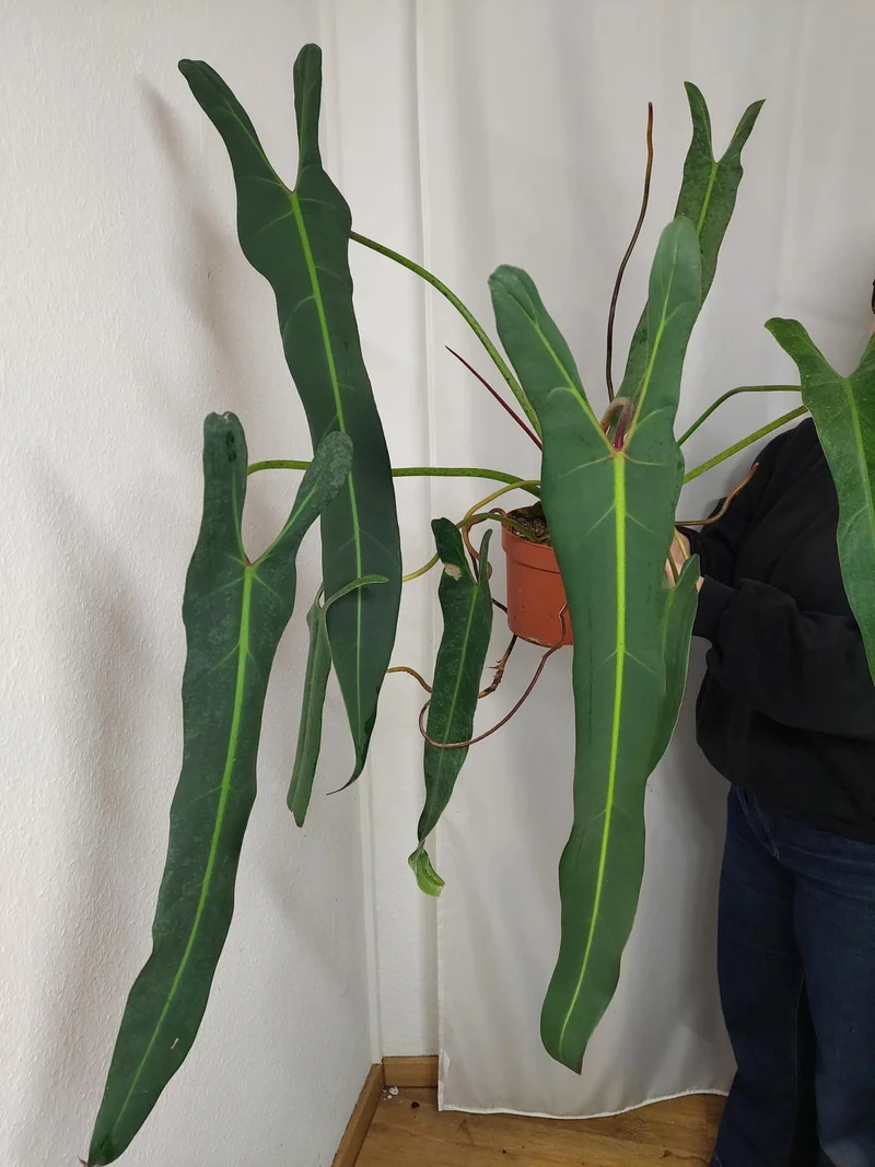 Philodendron Spiritus Sancti Adult