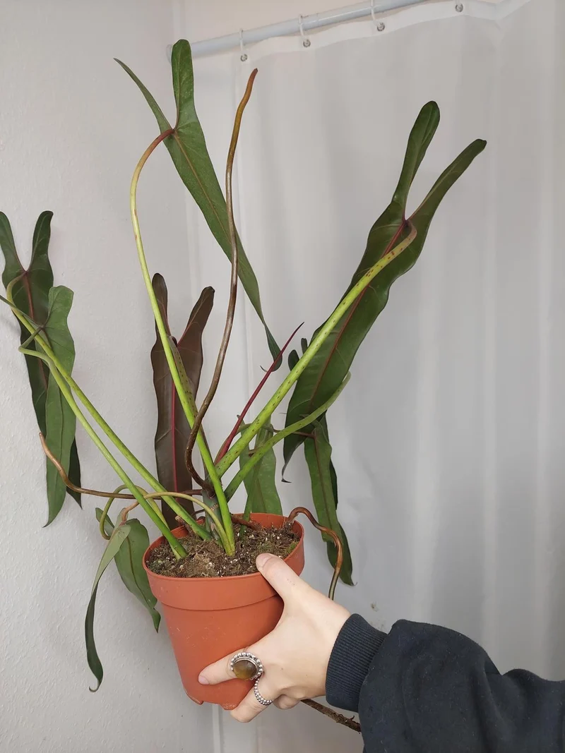 Philodendron Spiritus Sancti Adult