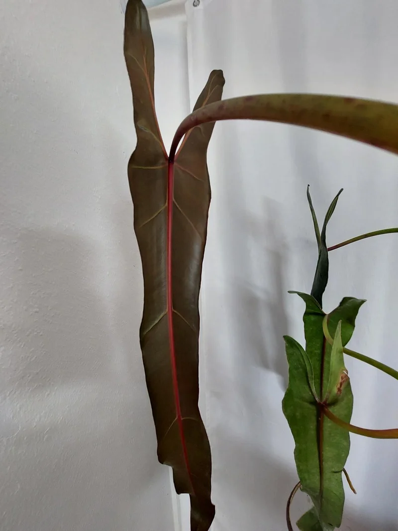 Philodendron Spiritus Sancti Adult