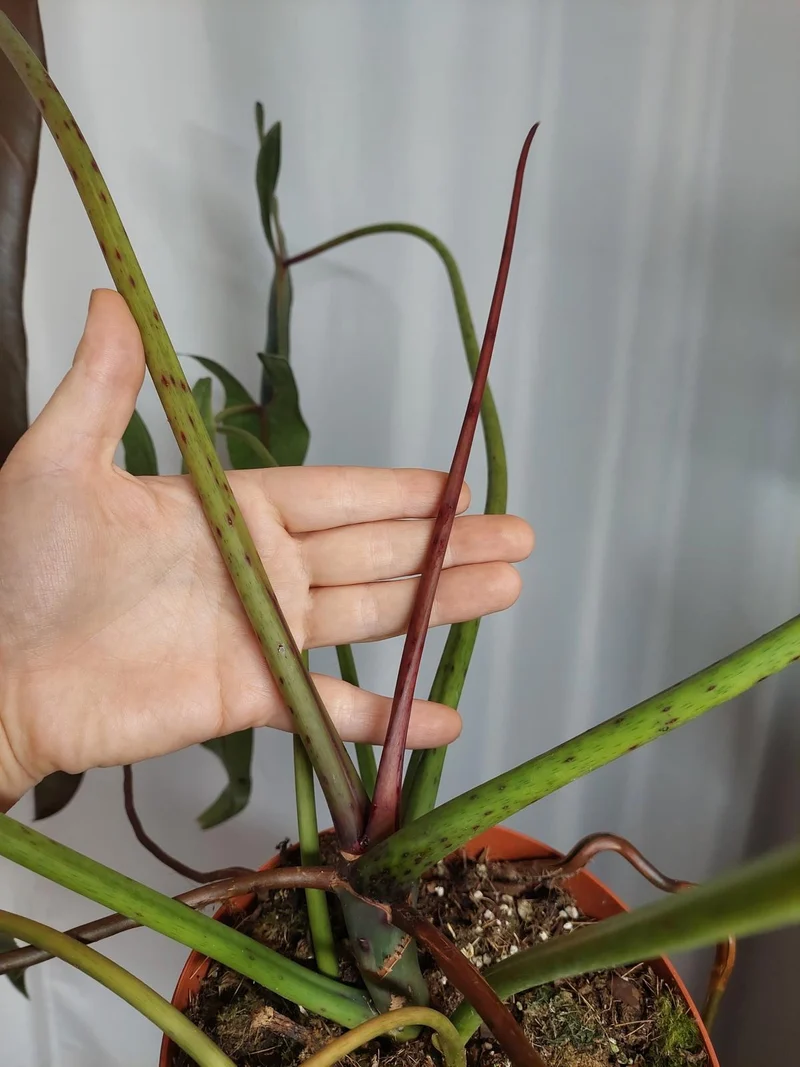 Philodendron Spiritus Sancti Adult