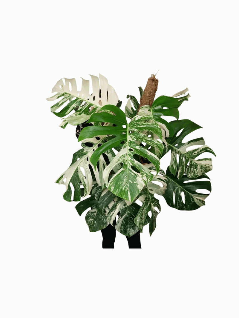 Monstera Variegata buschig