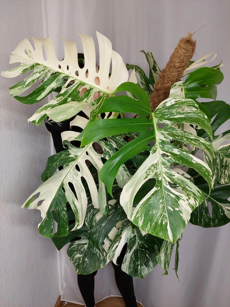 Monstera Variegata buschig