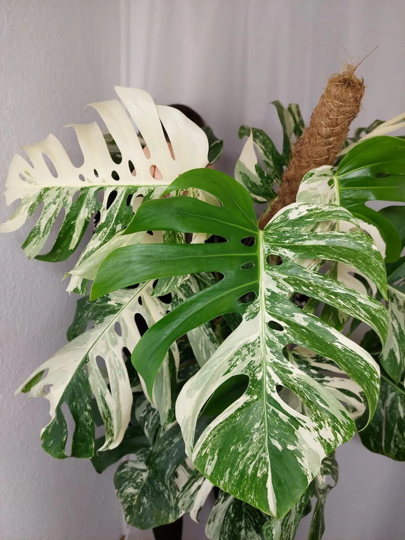 Monstera Variegata buschig