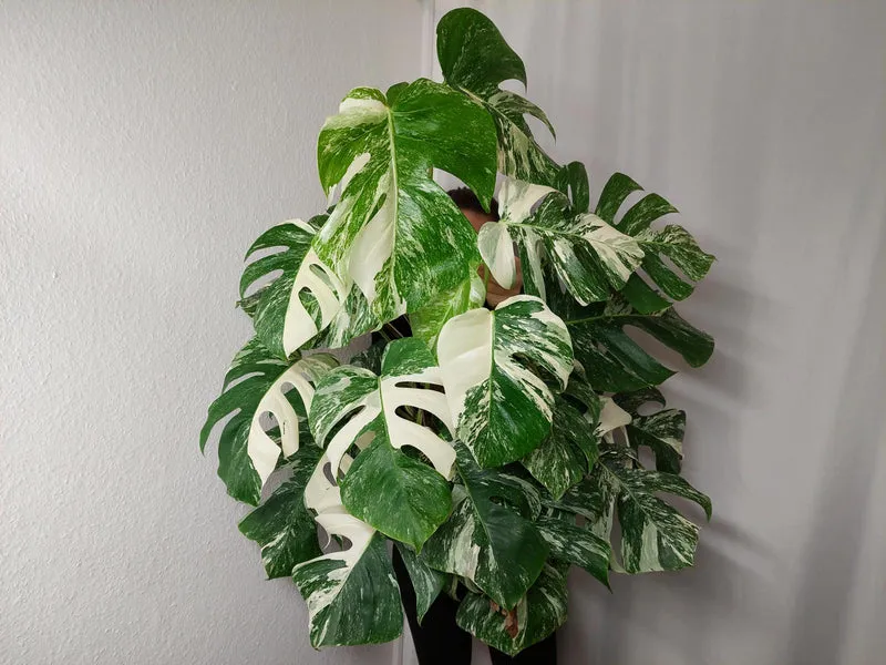 Monstera Variegata buschig