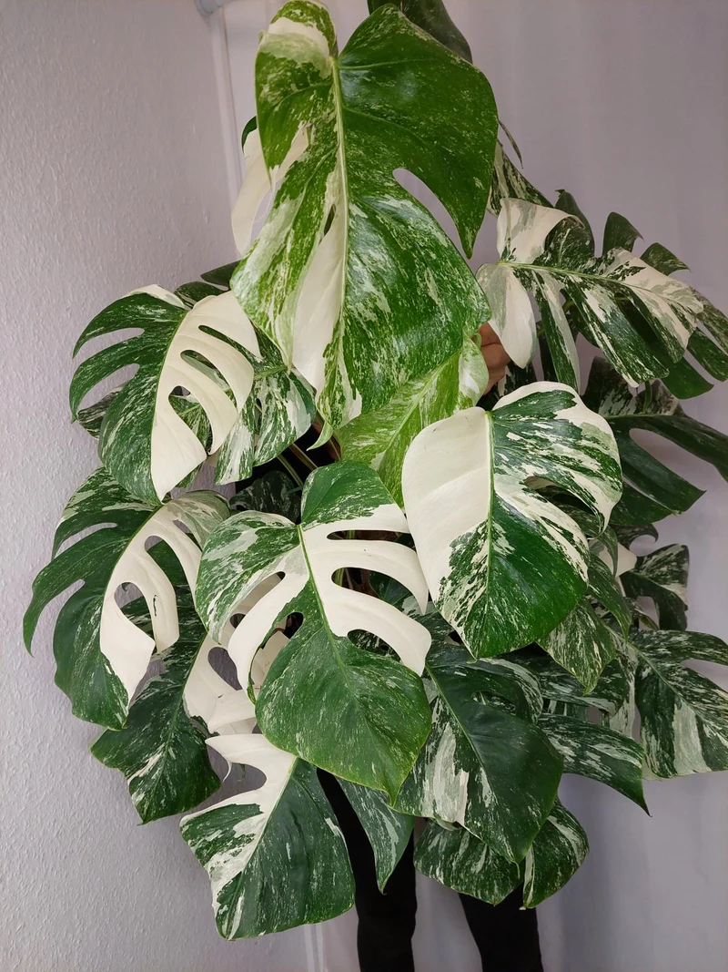 Monstera Variegata buschig