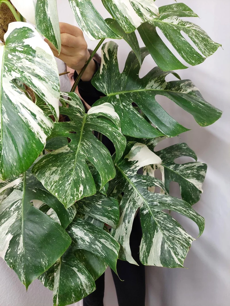 Monstera Variegata buschig