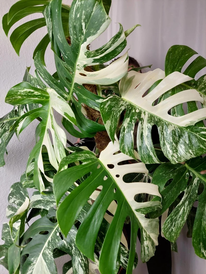 Monstera Variegata buschig