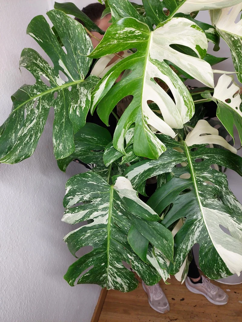 Monstera Variegata buschig