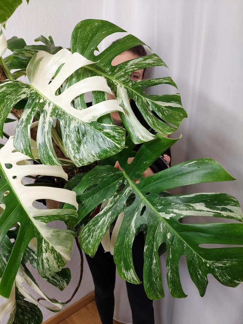 Monstera Variegata buschig