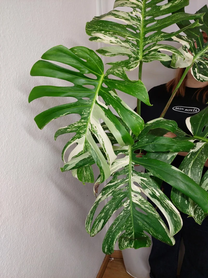 Monstera Variegata Adult