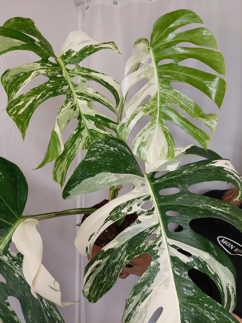 Monstera Variegata Adult