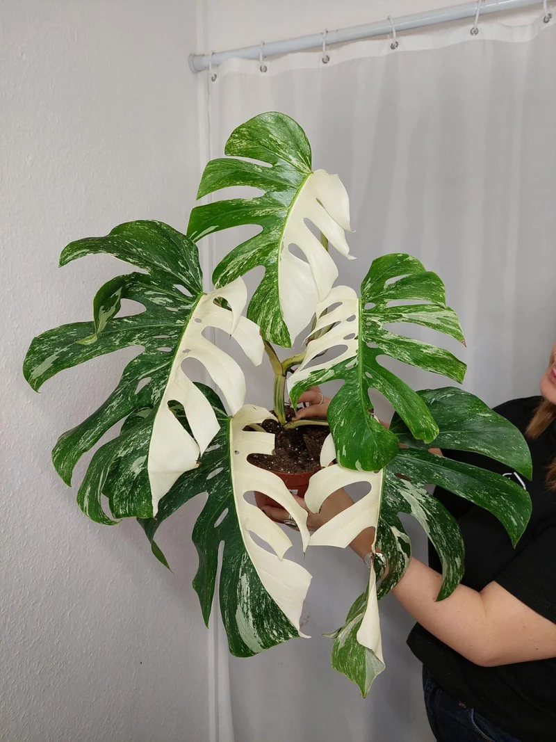 Monstera Variegata Adult