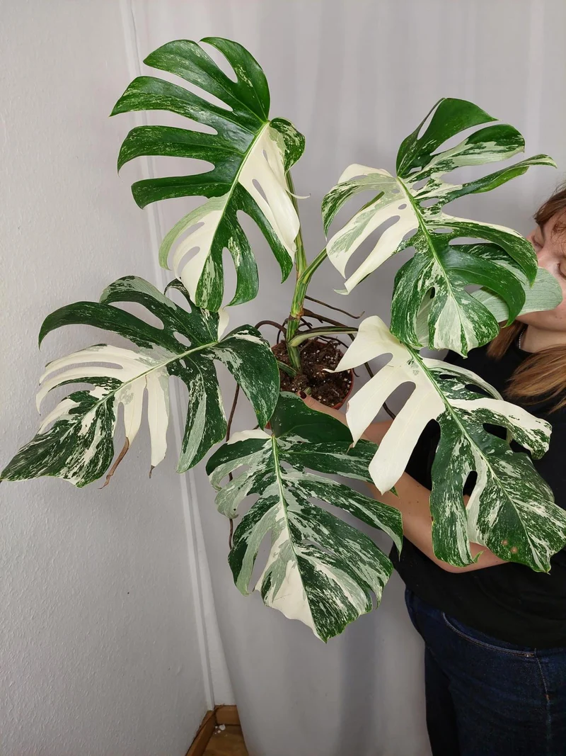 Monstera Variegata Adult