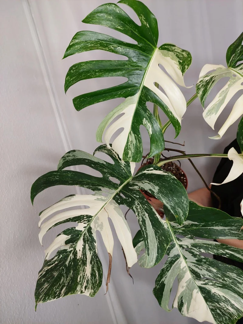 Monstera Variegata Adult