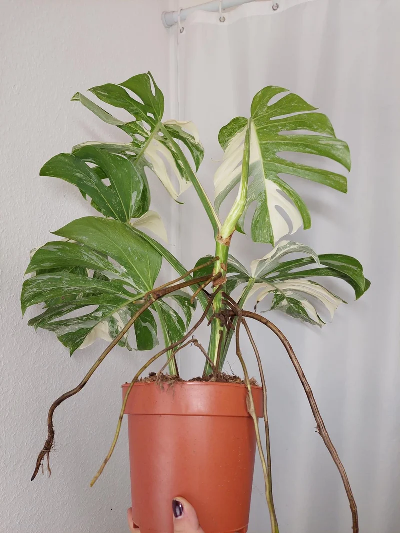 Monstera Variegata Adult