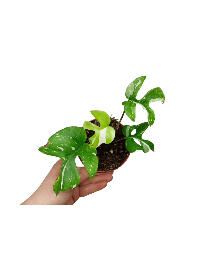 Monstera Minima (Raphidophora Tetrasperma) Thai Constellation