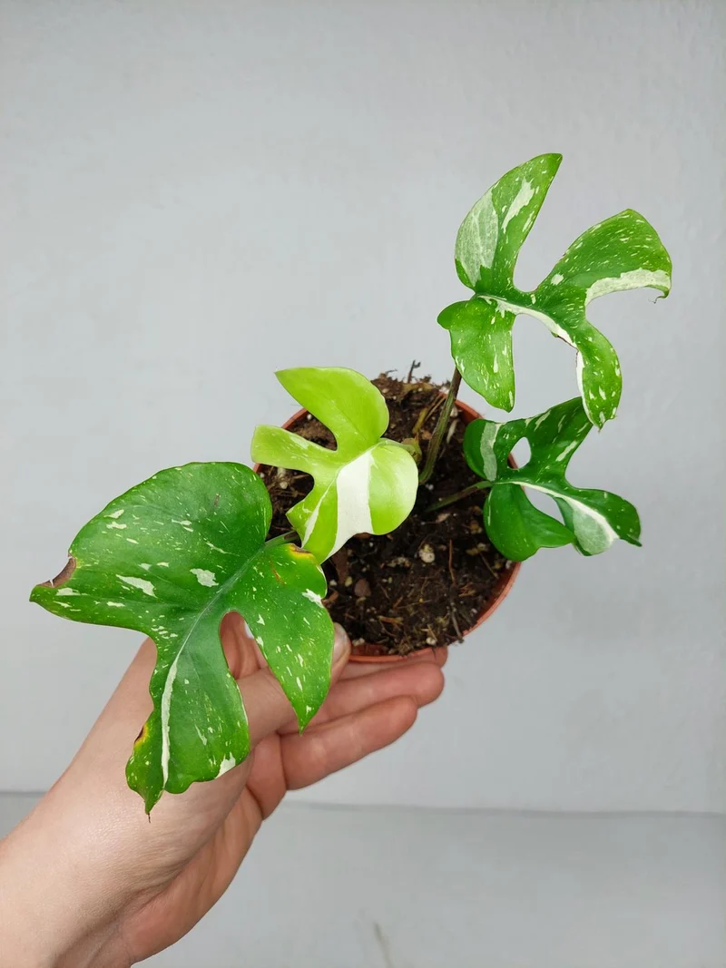 Monstera Minima (Raphidophora Tetrasperma) Thai Constellation