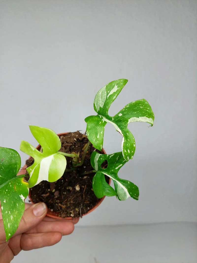 Monstera Minima (Raphidophora Tetrasperma) Thai Constellation